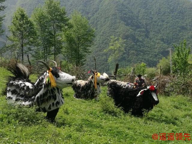 非遗四川 ｜平武虎牙藏族斗牦牛