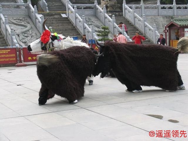 非遗四川 ｜平武虎牙藏族斗牦牛